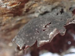 Umbilicaria