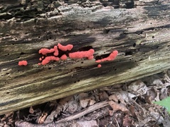 Tubifera