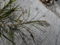 Potamogeton strictifolius