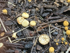 Nidulariaceae