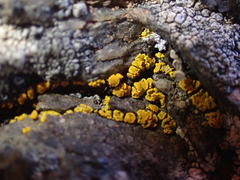 Candelariella