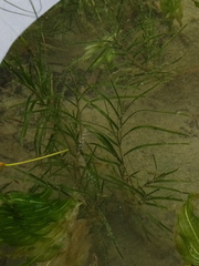 Potamogeton strictifolius