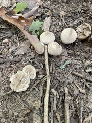 Lycoperdon echinatum