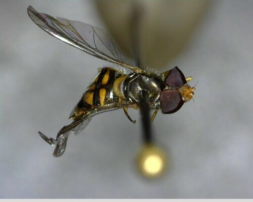 iNaturalist observation photo of Margined Calligrapher