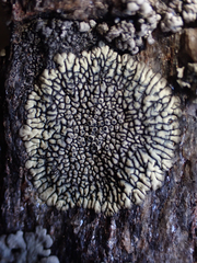 Dimelaena