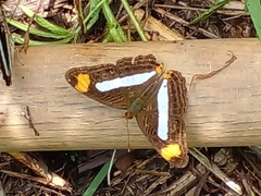 Adelpha