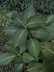 Hydrangea