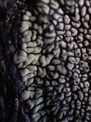 Dimelaena