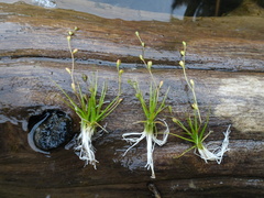 Subularia aquatica americana