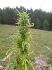 Cannabis sativa spontanea