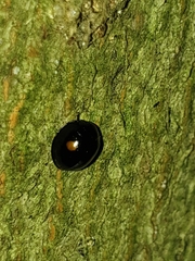 Chilocorus stigma
