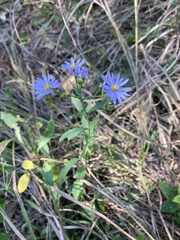 Symphyotrichum oolentangiense