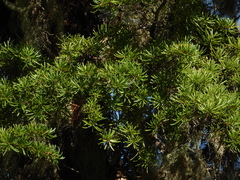 Somatochlora semicircularis