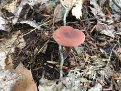 Lactarius camphoratus