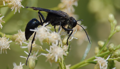 Stangeella cyaniventris