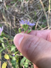 Symphyotrichum oolentangiense