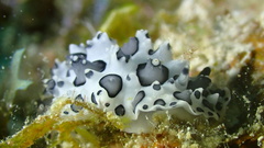 Ceratophyllidia papilligera