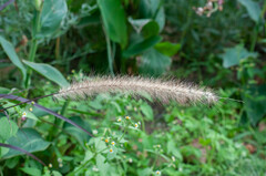 Cenchrus × cupreus