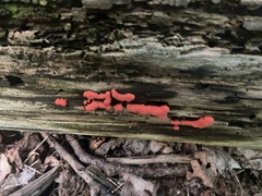 Tubifera