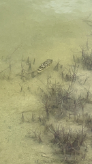 Sphoeroides testudineus