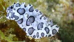 Ceratophyllidia papilligera