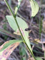 Symphyotrichum oolentangiense