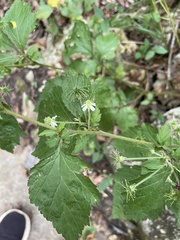 Rosoideae