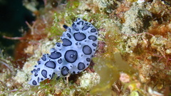 Ceratophyllidia papilligera