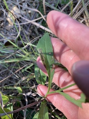 Symphyotrichum oolentangiense