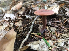 Lactarius camphoratus