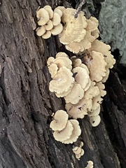 Panellus