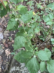 Rosoideae