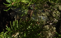 Somatochlora semicircularis