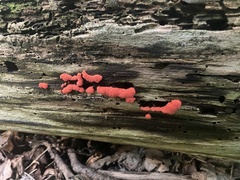 Tubifera