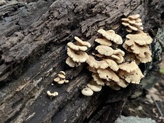 Panellus