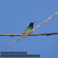 Colibri thalassinus