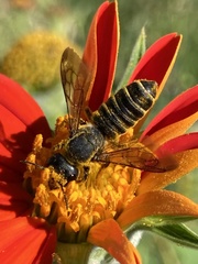 Megachile pugnata