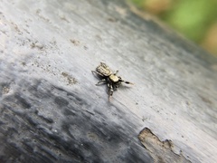 Tutelina