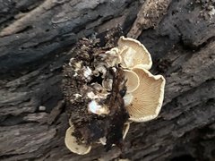 Panellus