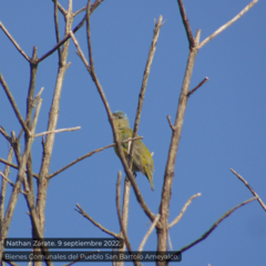 Chlorophonia elegantissima