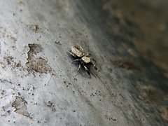 Tutelina