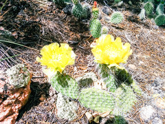 Opuntia polyacantha