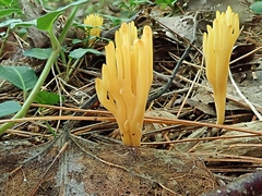 Clavariaceae