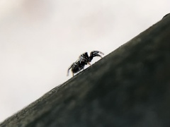 Tutelina