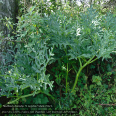 Prionosciadium thapsoides