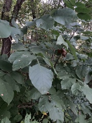 Fraxinus pennsylvanica subintegerrima
