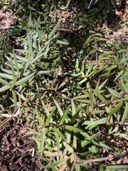 Podocarpus laetus