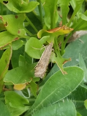 Nomophila nearctica