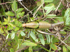 Eupholidoptera chabrieri