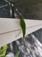 Microcentrum californicum